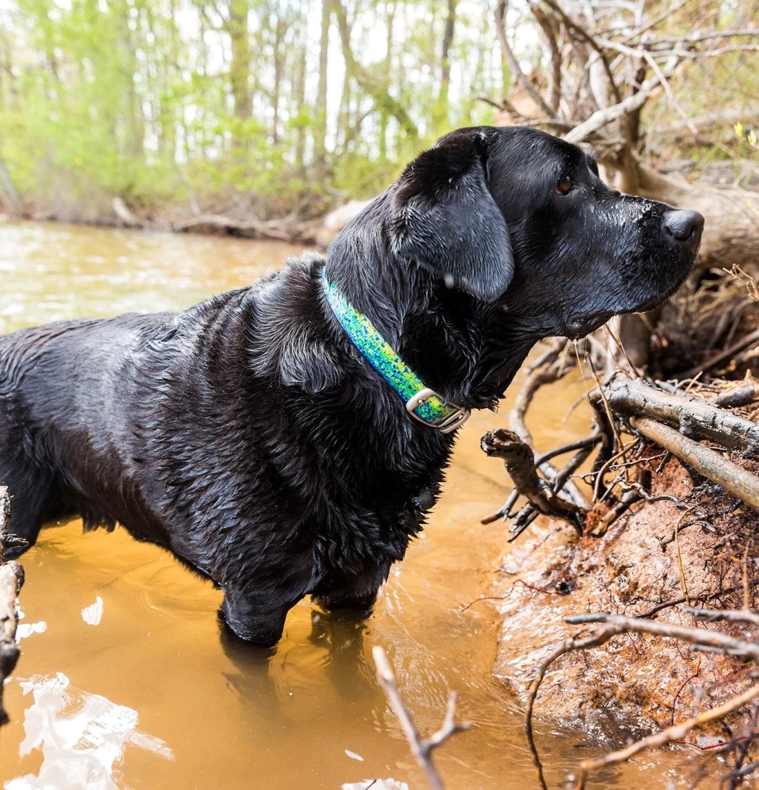 Swimming The Dog Outdoors