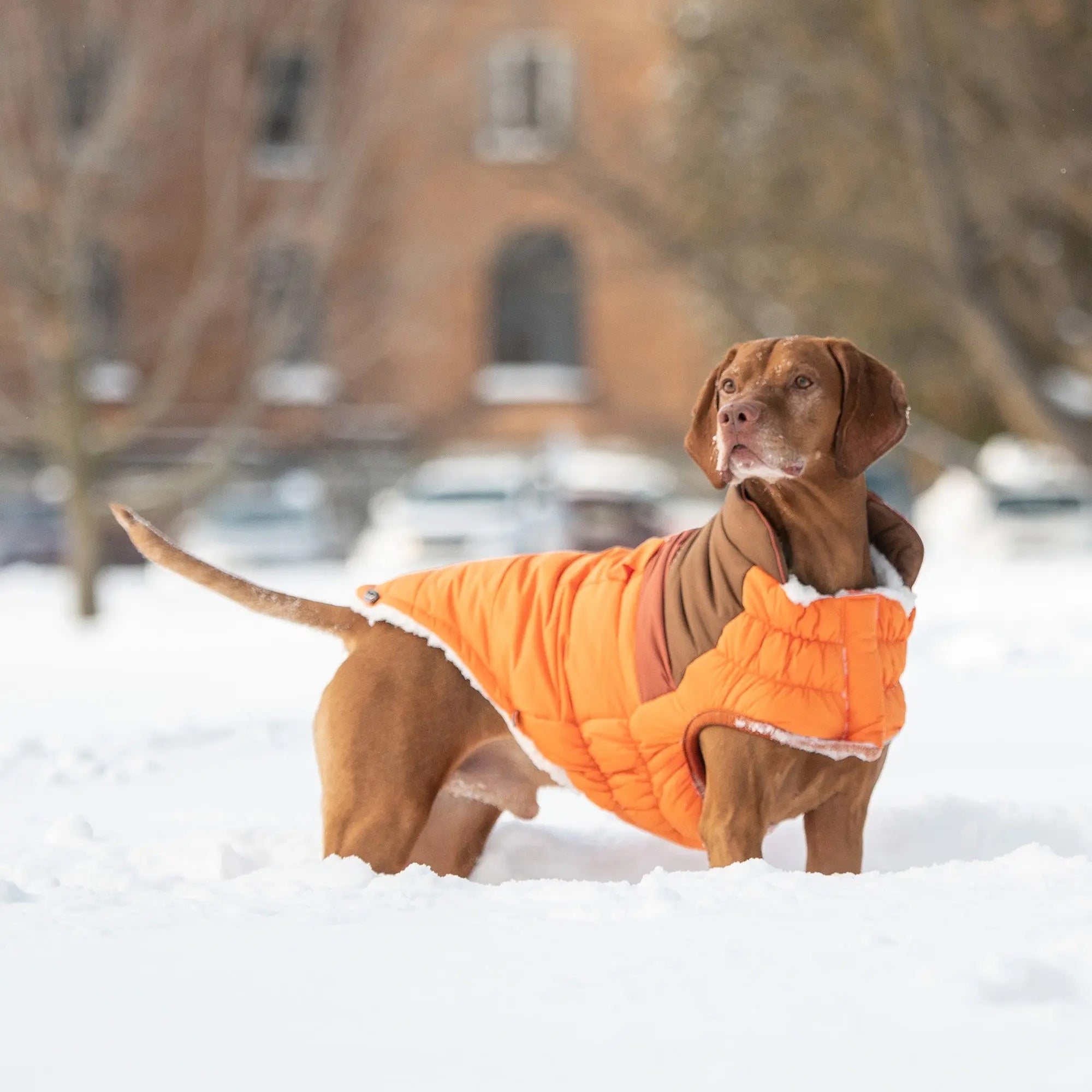 Elasto Fit Series Insulated Coats The Dog Outdoors