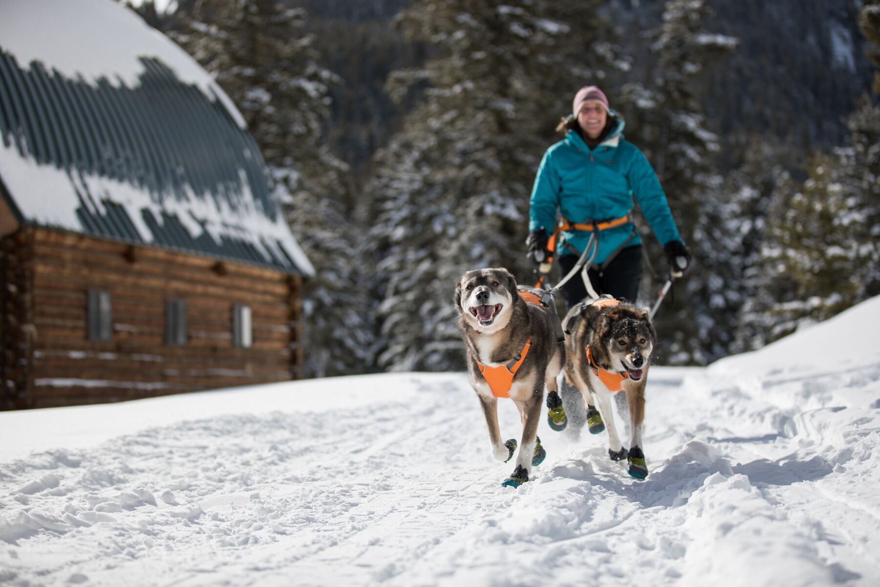 Skijoring equipment for store dogs