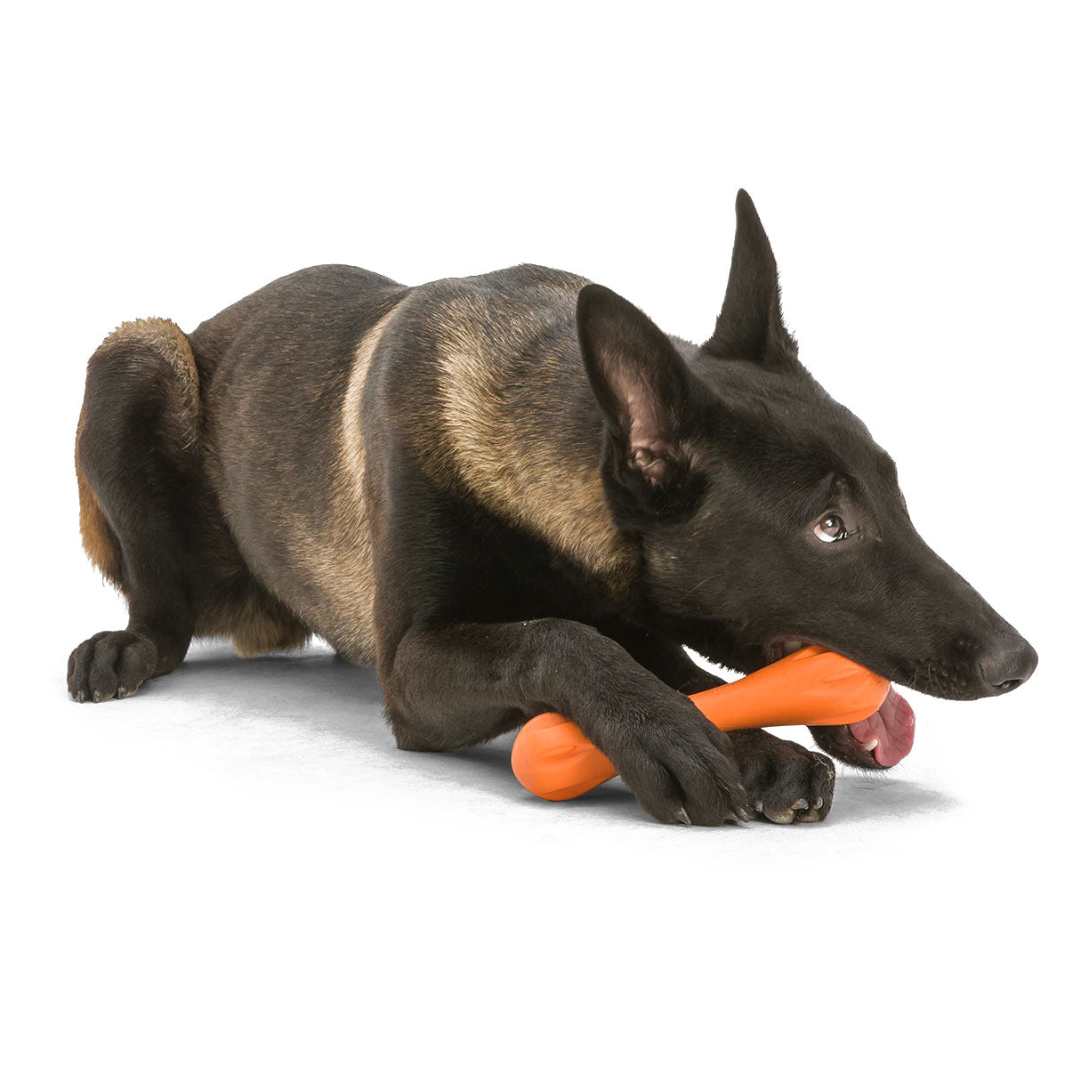 Dog toys 2025 and supplies