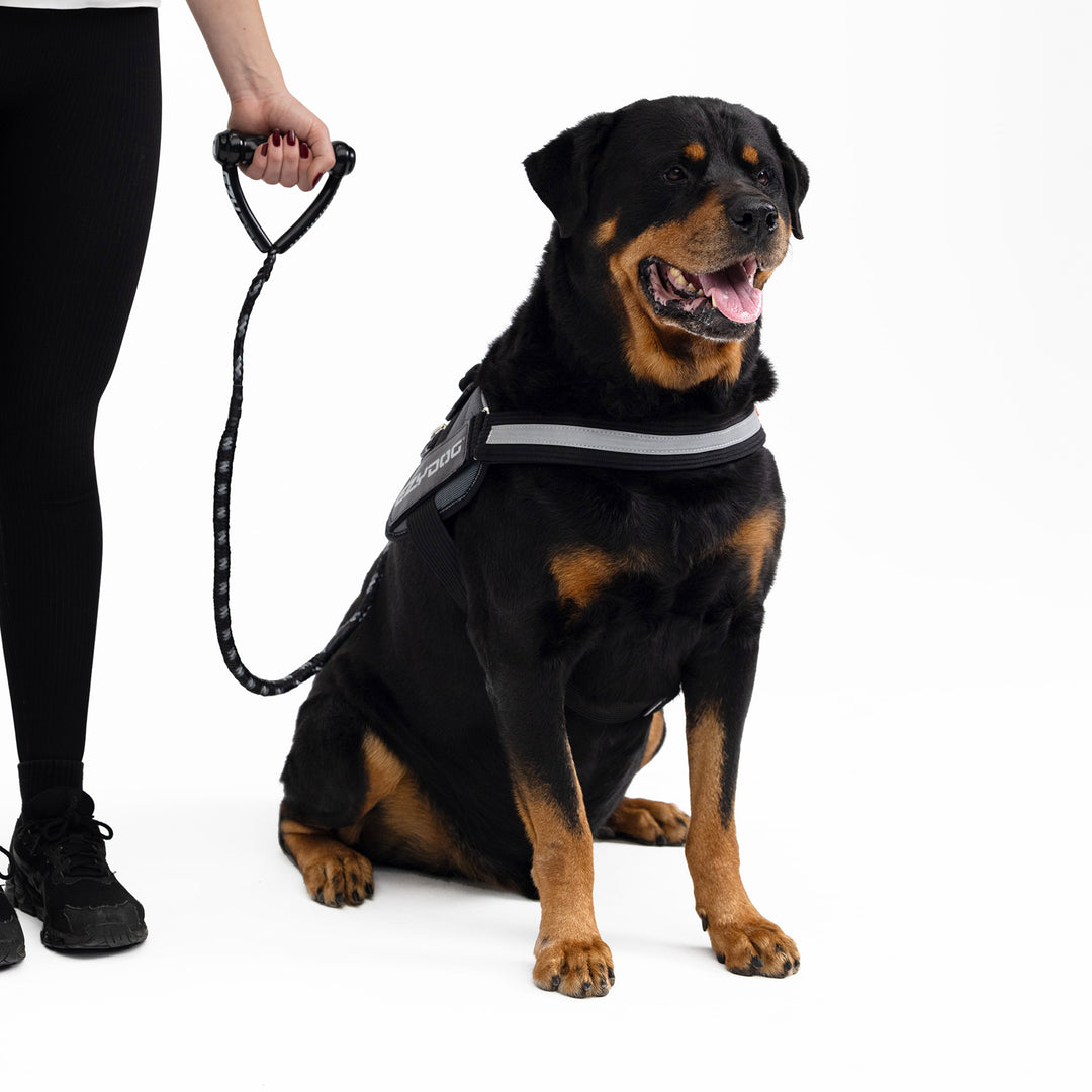 EzyDog Cujo Bungee Dog Leash