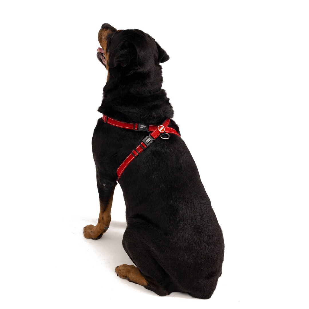 EzyDog Padded Chest Harness