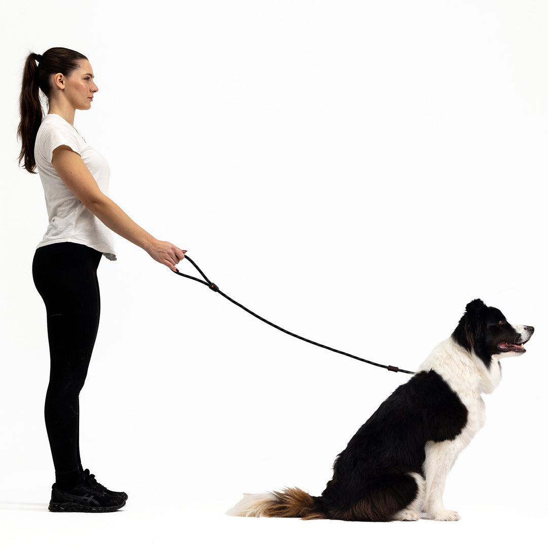 Luca Leash Collar & Leash Combo