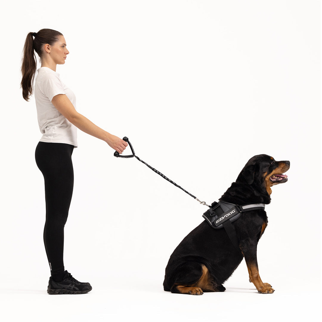 EzyDog Cujo Bungee Dog Leash