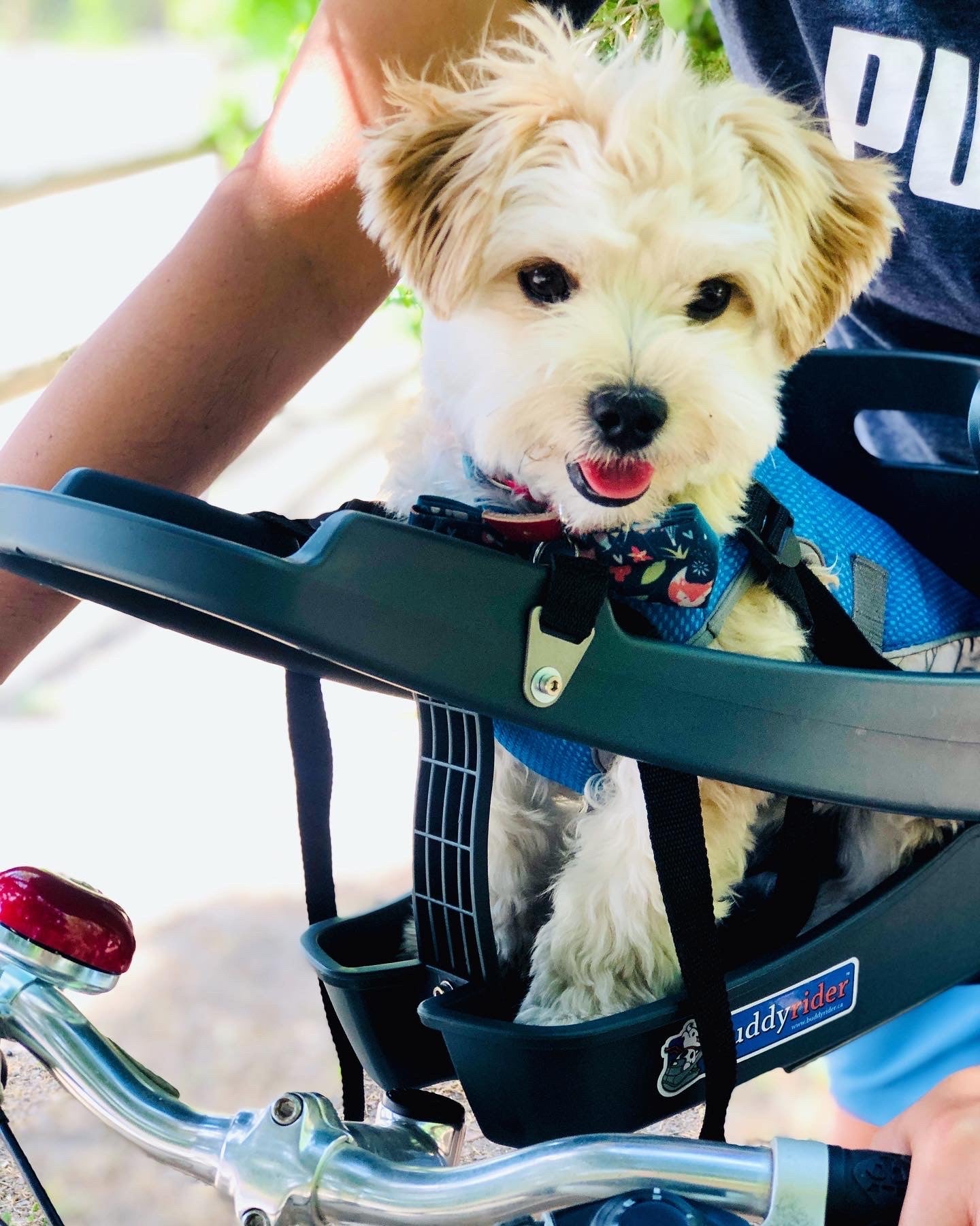 buddy dog bike seat