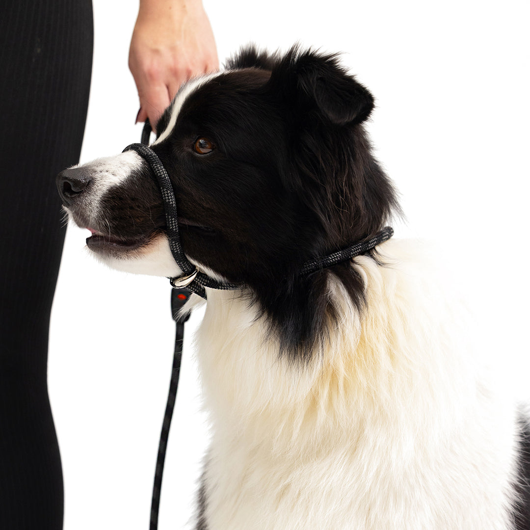 Luca Leash Collar & Leash Combo