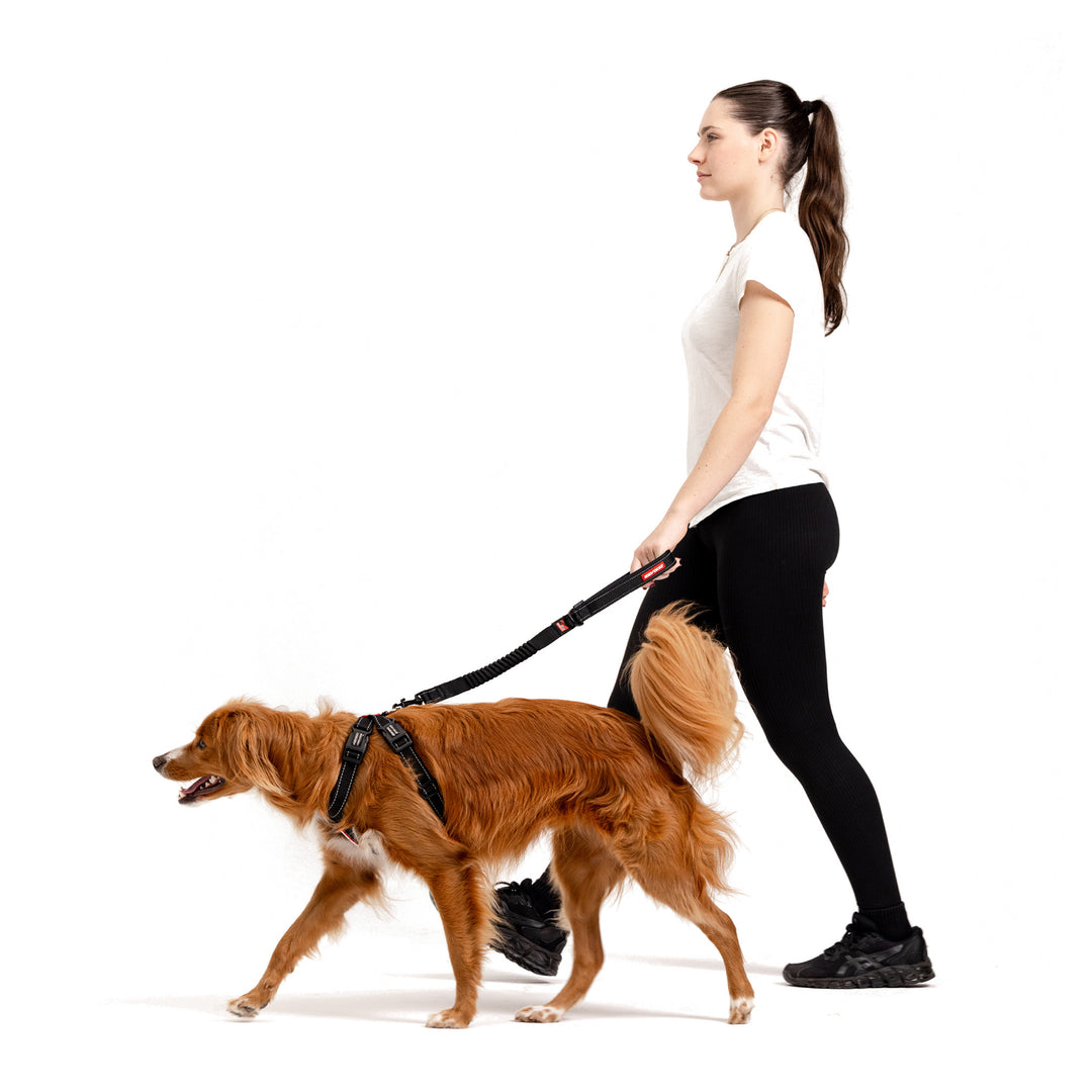 EzyDog Padded Chest Harness