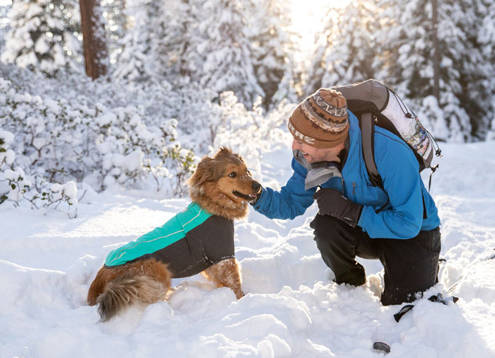 10 Fun Winter Dog Activities