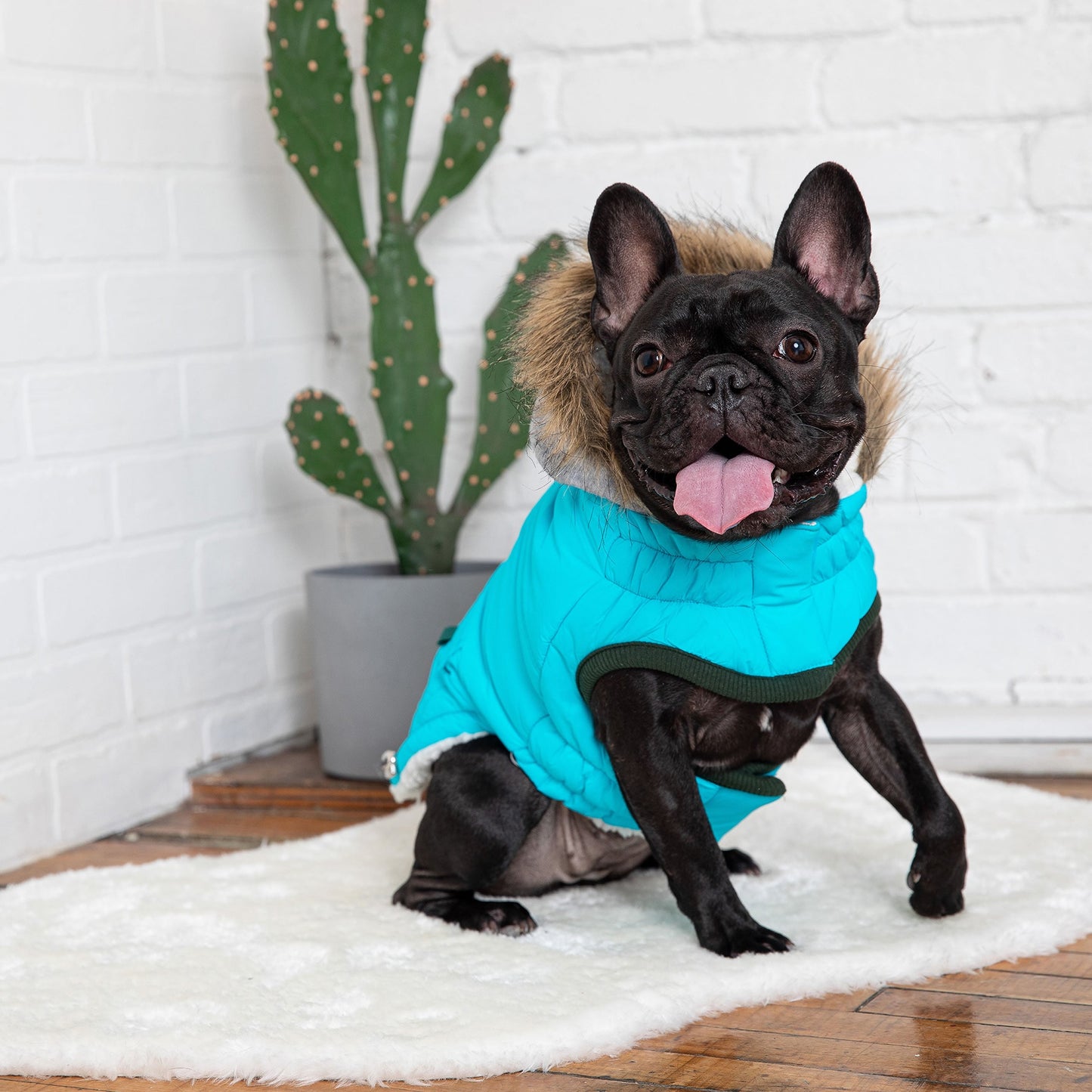 Winter Sailor Dog Parka - Aqua - XL (Customer Return)