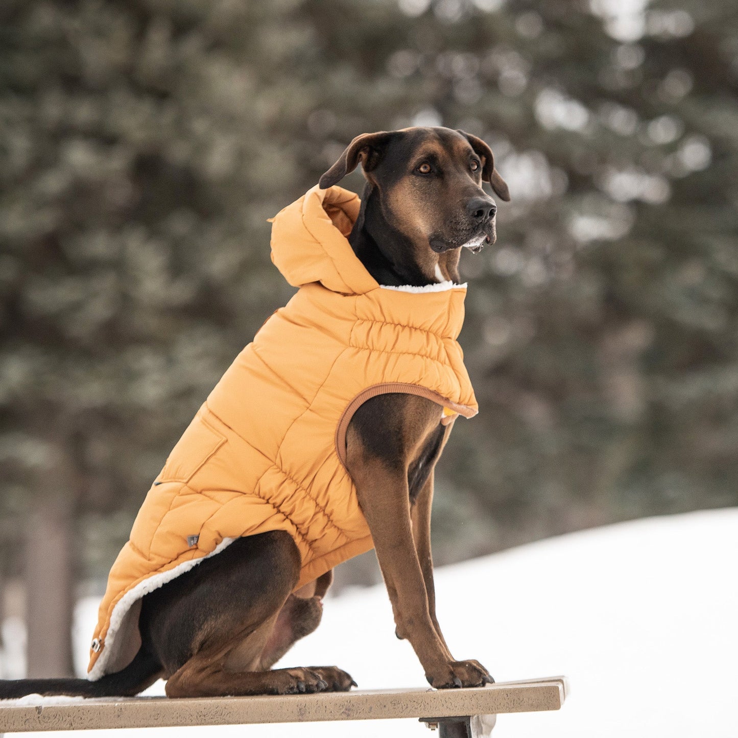 The Puff Parka - Yellow - Medium (Customer Return)