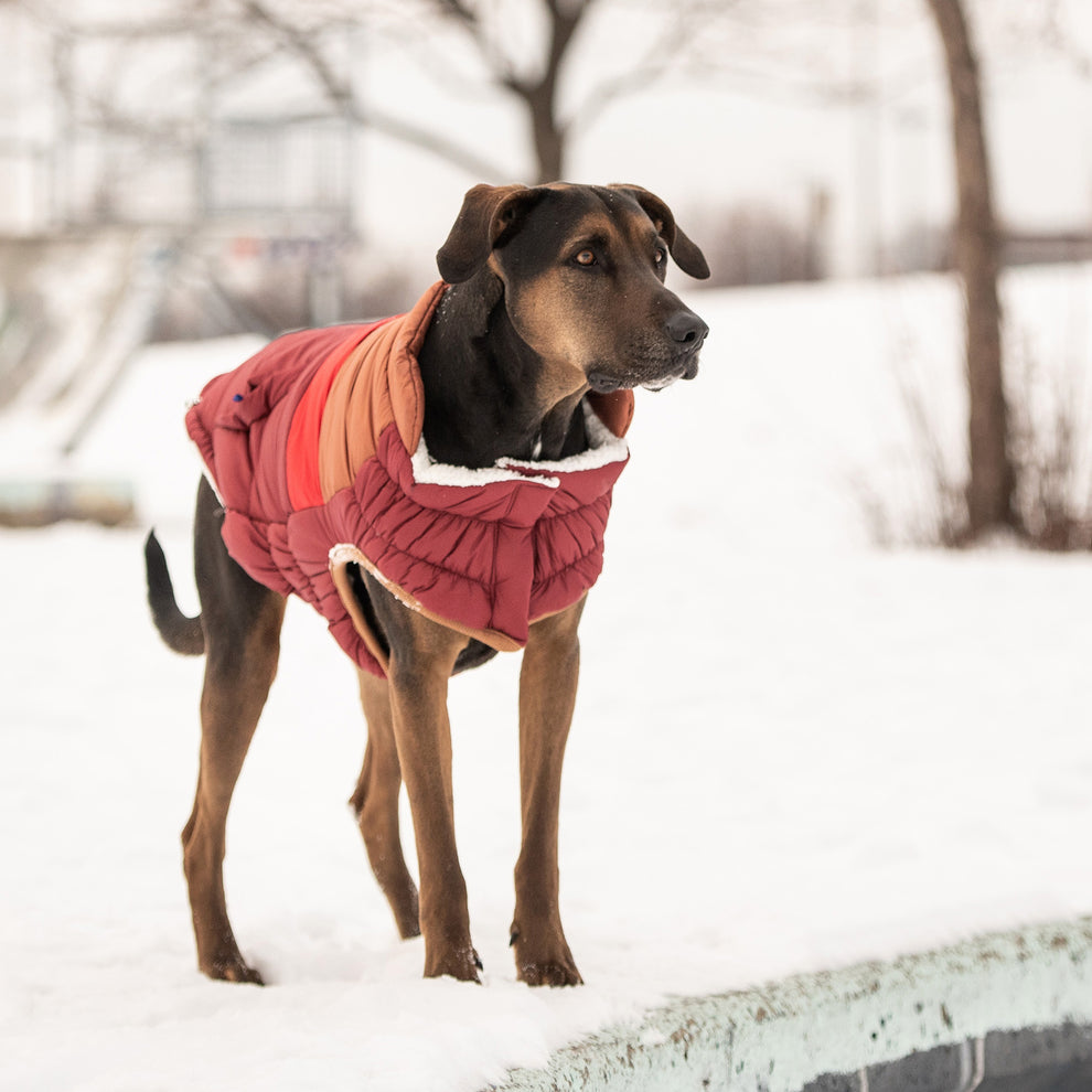 Puffer Dog Coats Sherpa Lined Water Resistant Dog Coat The Dog