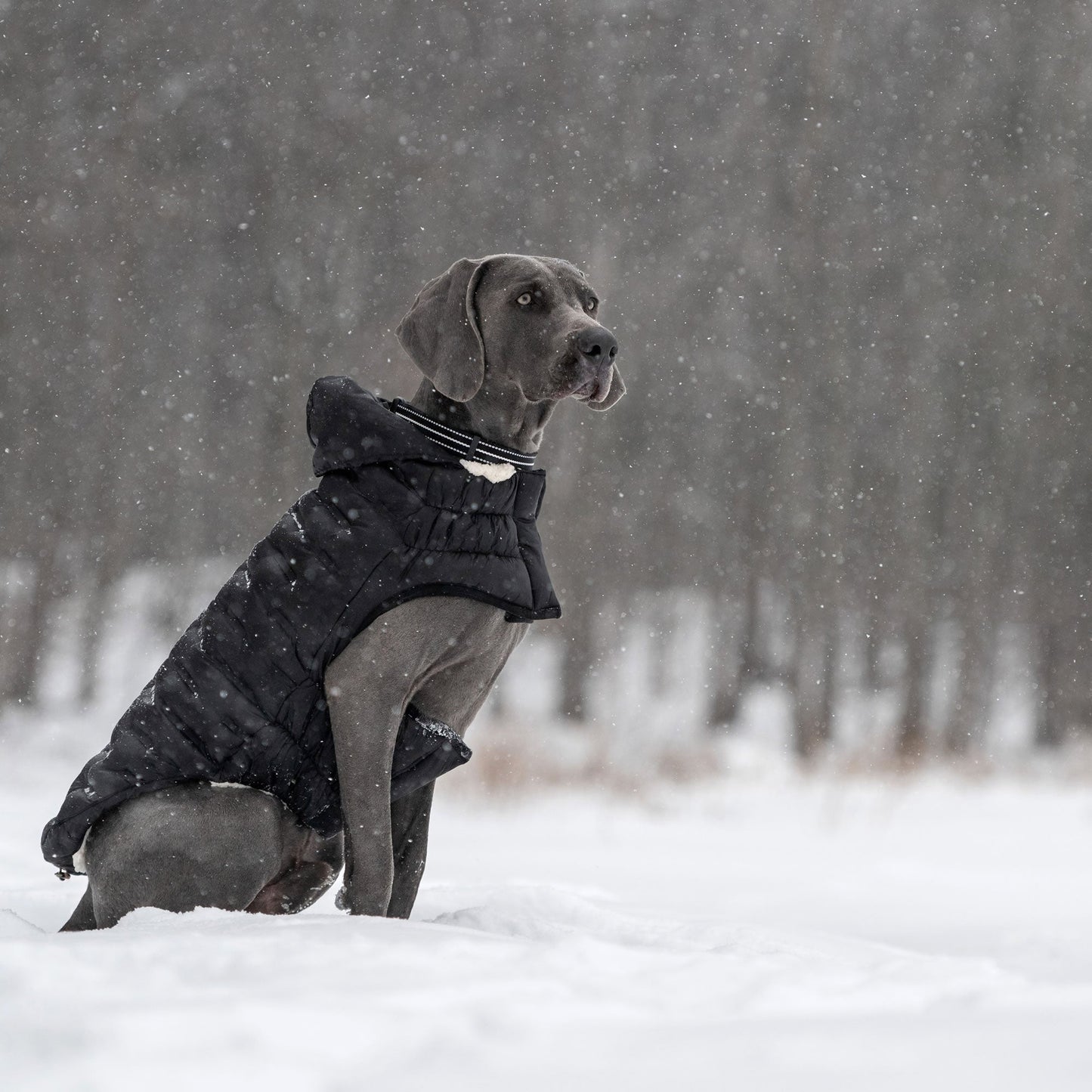 Cloud Parka Dog Winter Puffer Coats