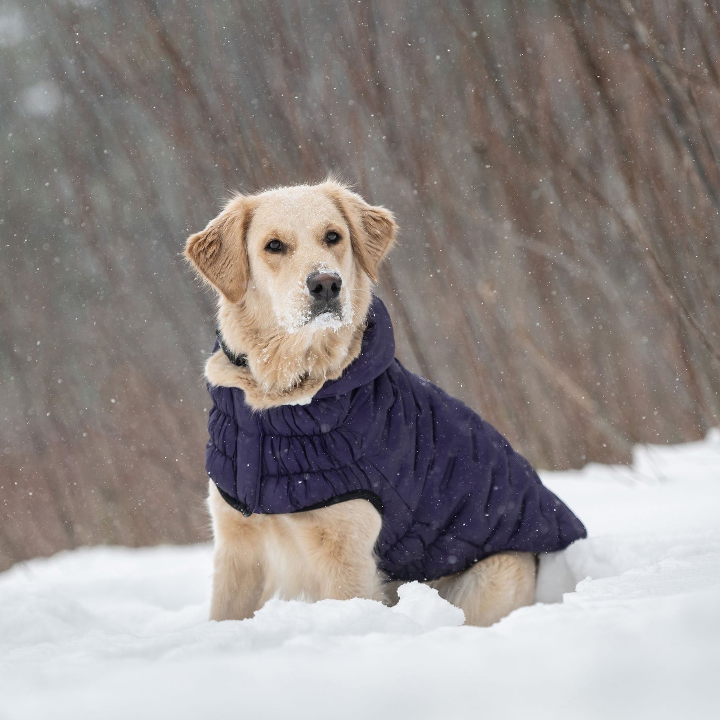 Cloud Parka Dog Winter Puffer Coats