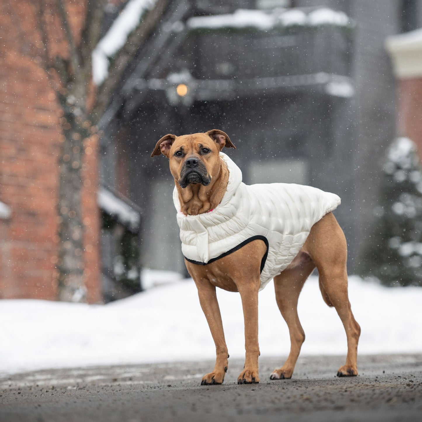 Cloud Parka Dog Winter Puffer Coats