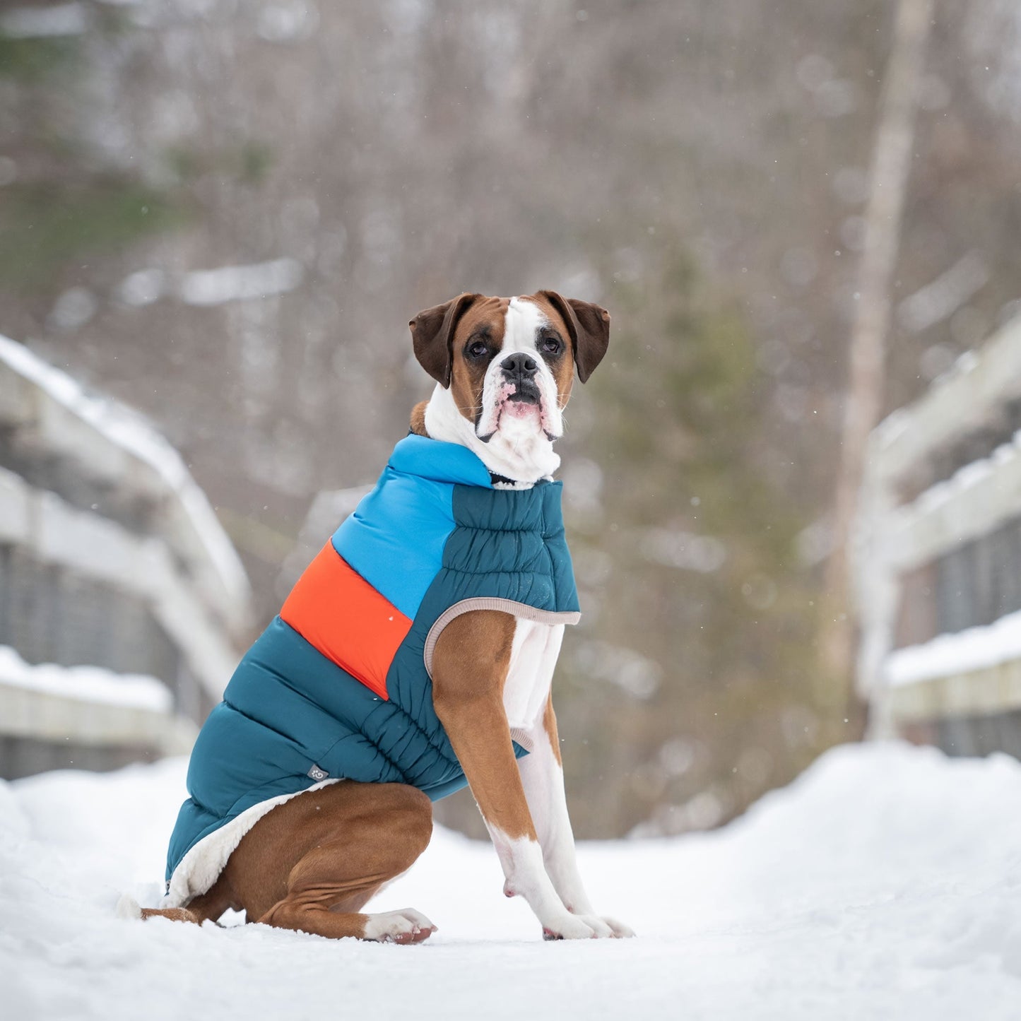 Color Block Dog Puffer Dark Teal Medium (Customer Return)