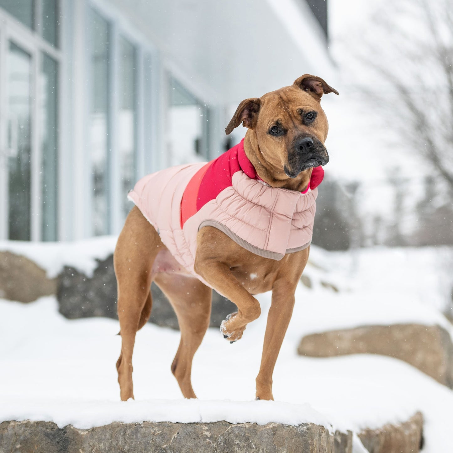 Color Block Dog Puffer Pink Medium (Customer Return)