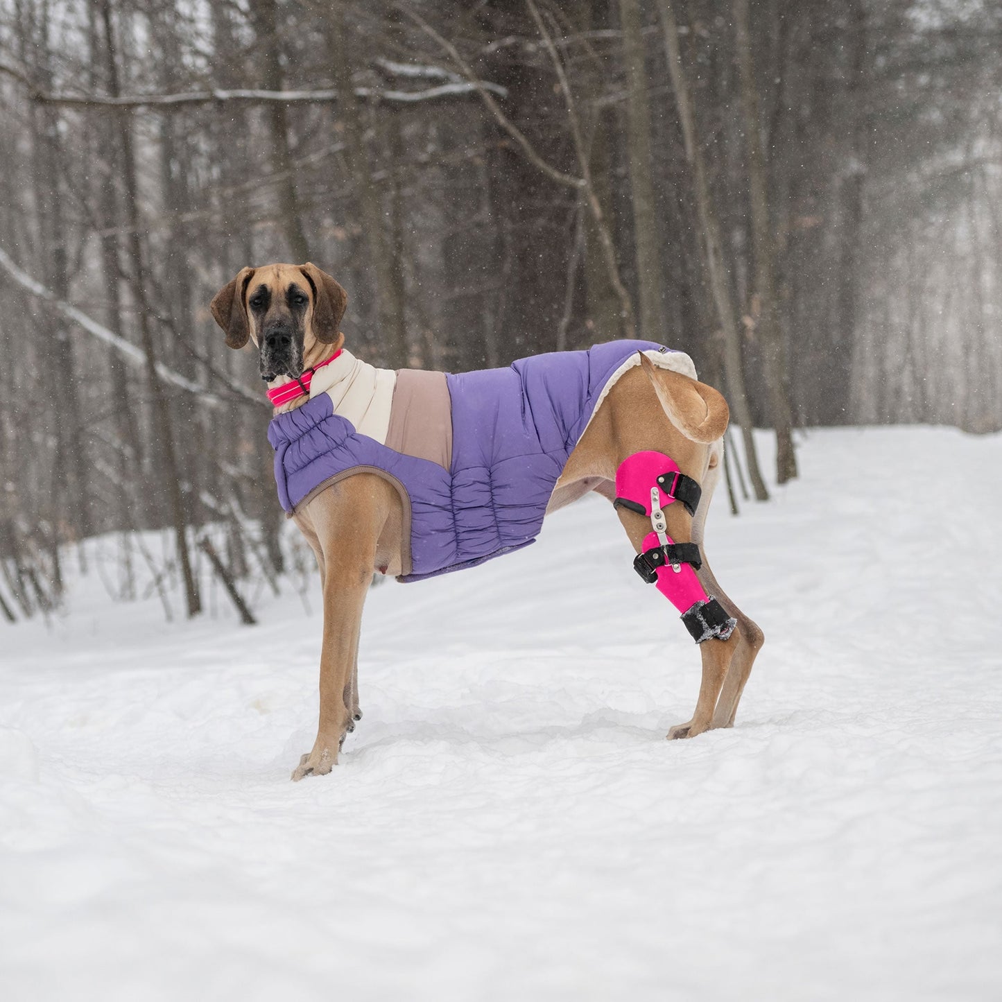 Color Block Dog Puffer Pink Medium (Customer Return)