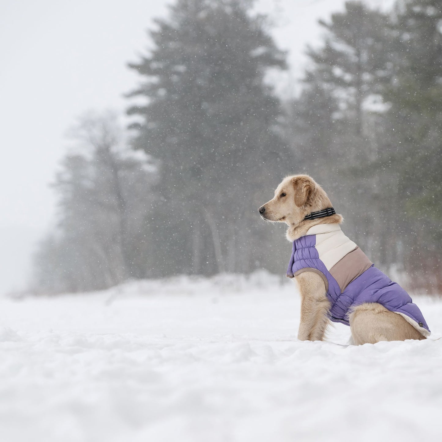 Color Block Dog Puffer Winter Coats