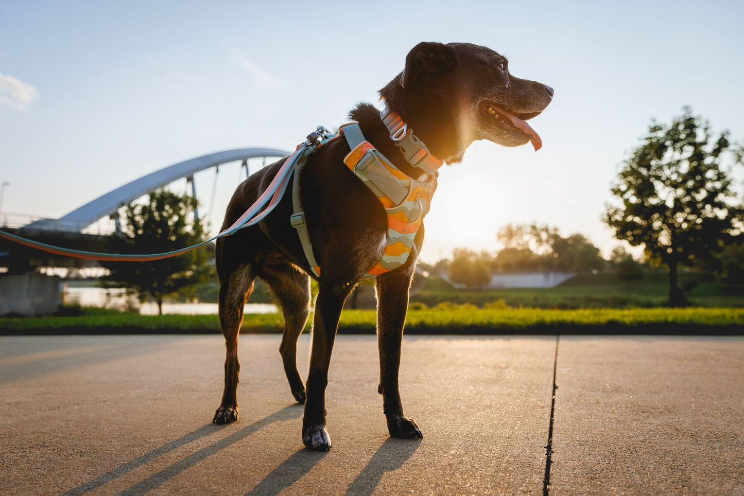 Ruffwear Front Range Harness - Purple Sage Med (Customer Return)