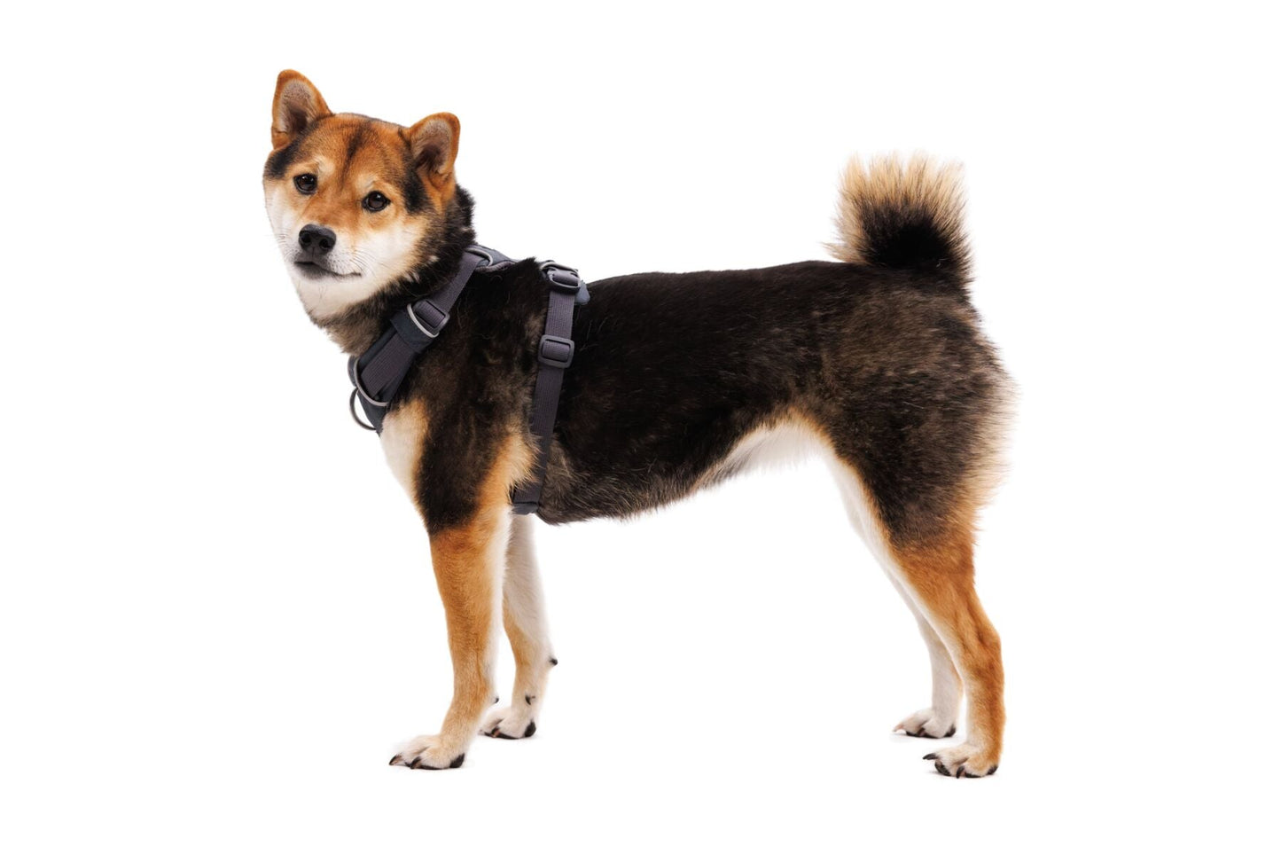 Ruffwear Front Range Harness - Tumalo Teal Small (Customer Return)