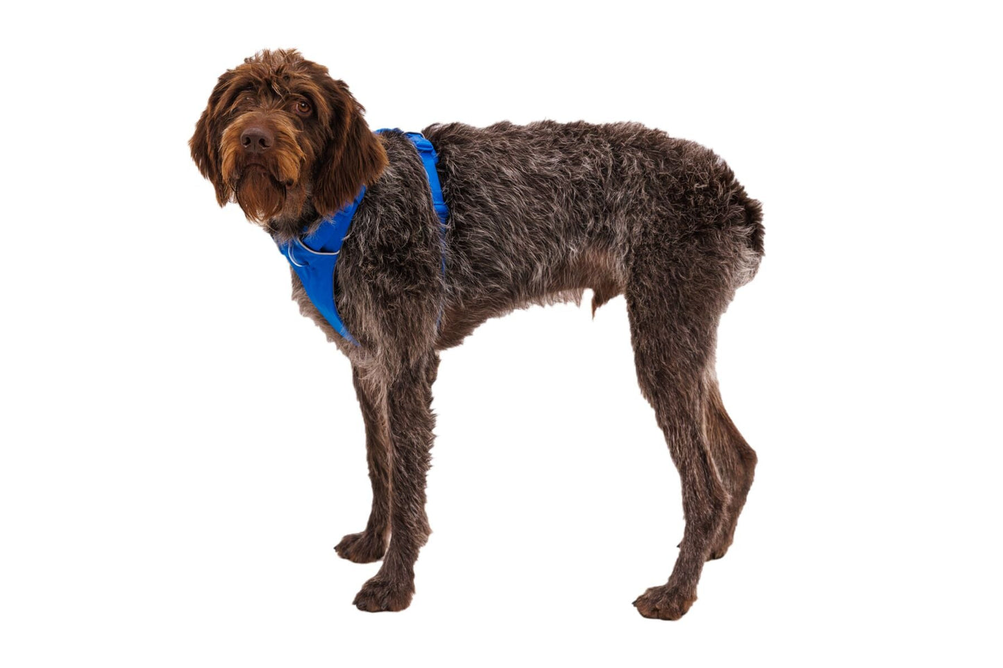 Ruffwear Front Range Harness - Aurora Teal Small (Customer Return)