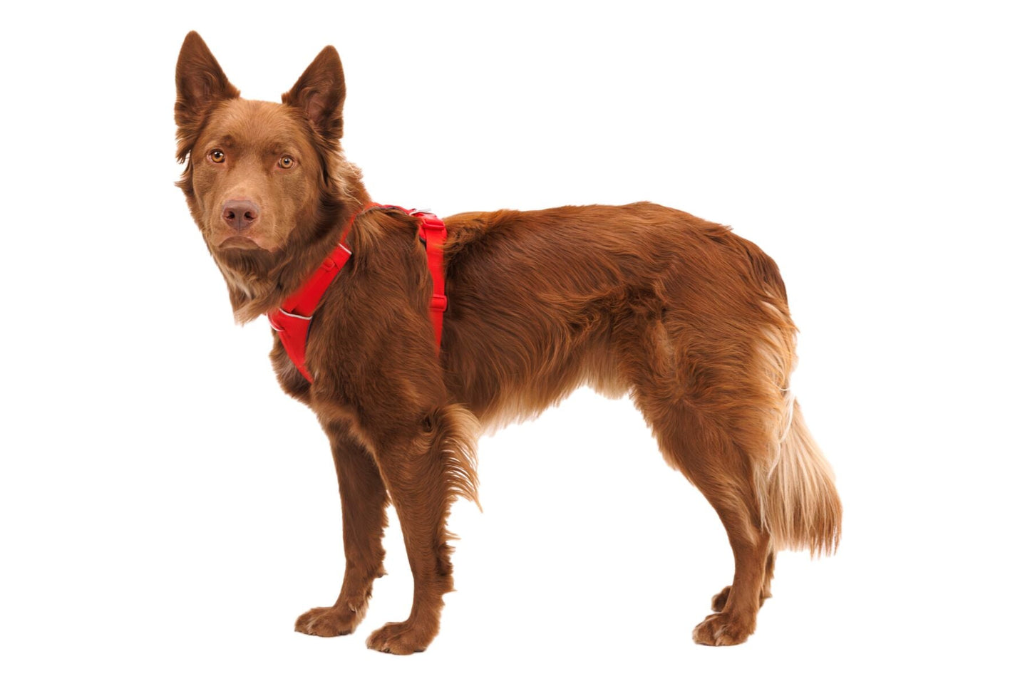 Ruffwear Front Range Harness - Tumalo Teal Small (Customer Return)