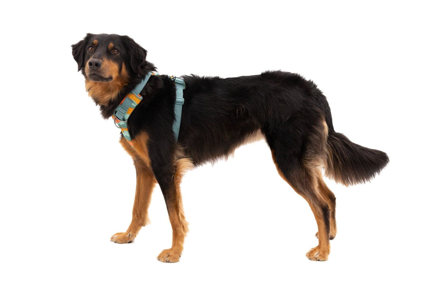 Ruffwear Front Range Harness - Aurora Teal Small (Customer Return)