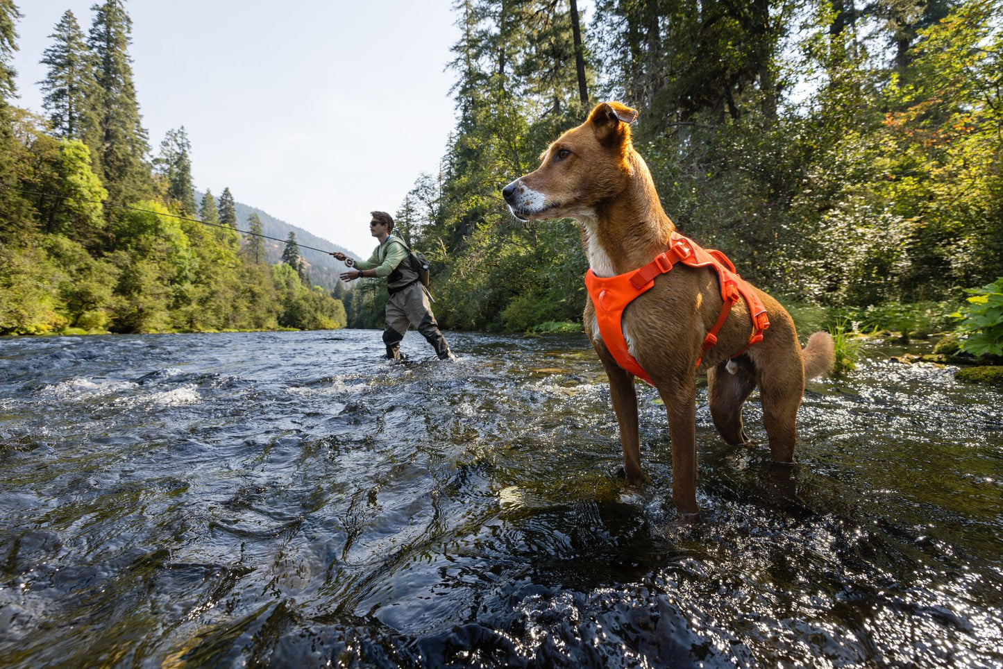 Ruffwear Web Master Harness