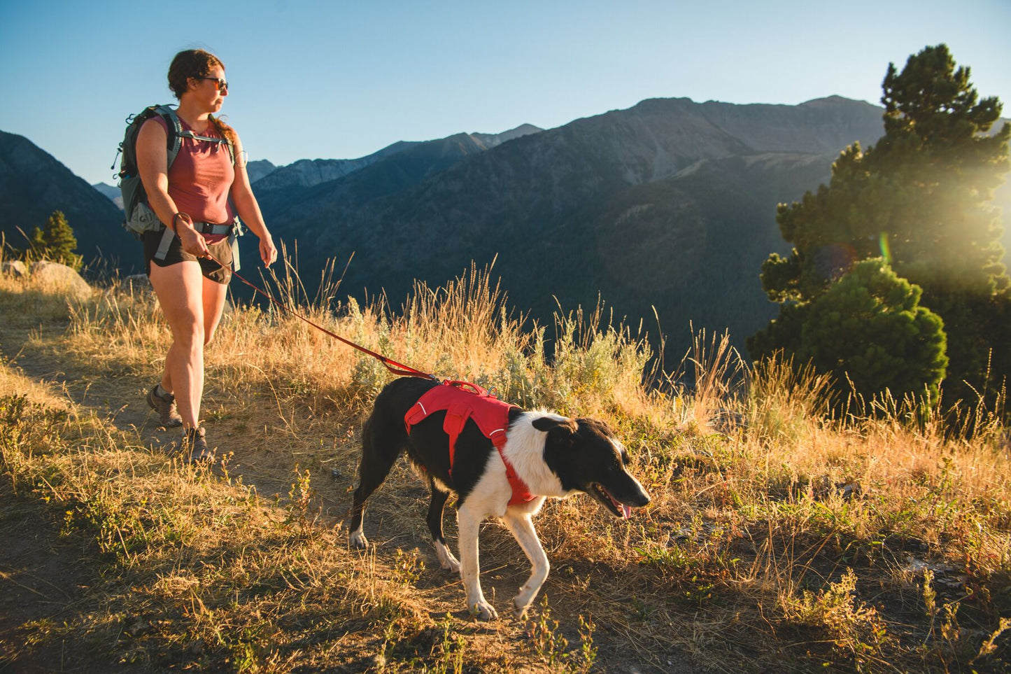 Ruffwear Web Master Harness