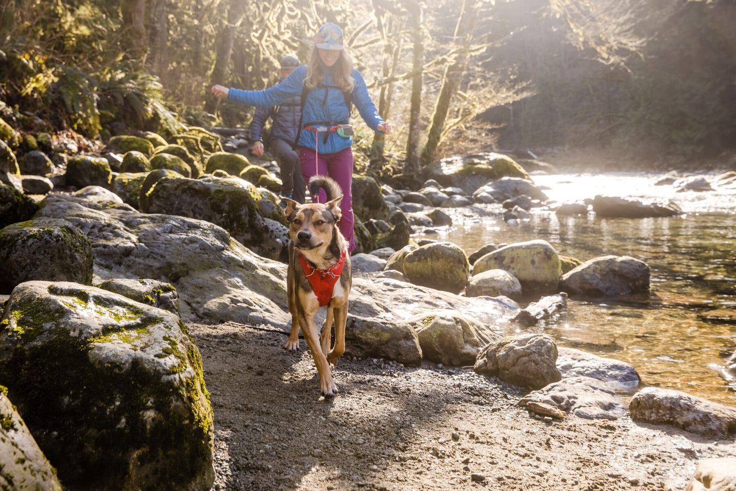 KONG Comfort Dog Harness UK: Breathable, Reflective & High-Quality –  ideas4petsuk