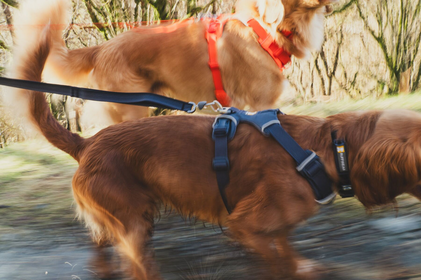 Ruffwear Front Range Harness