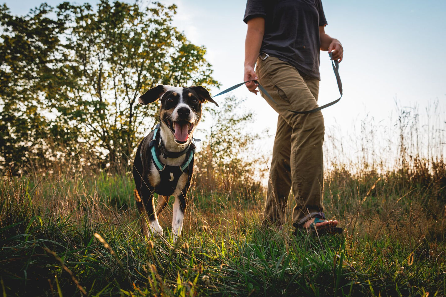 Hi & Light™ Lightweight Dog Harness