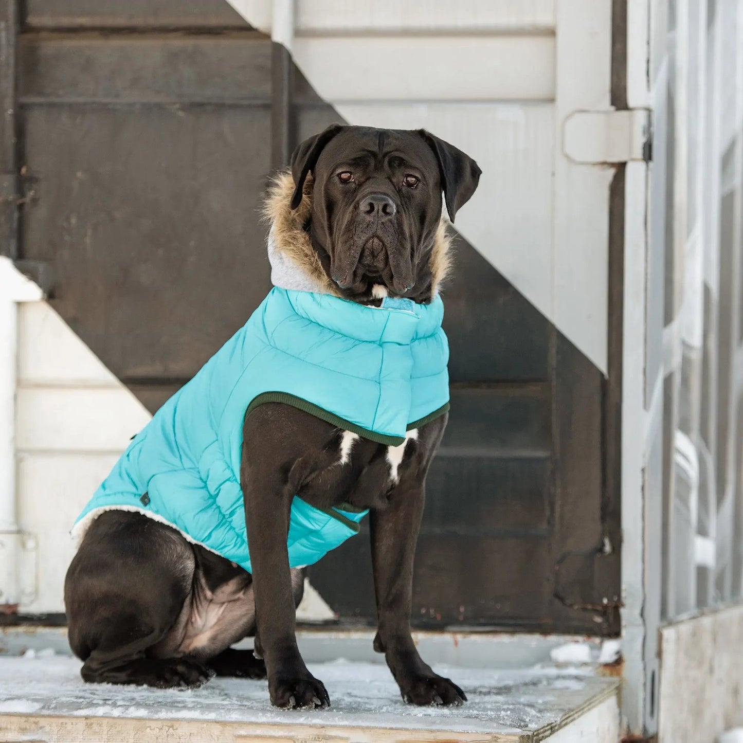 Winter Sailor Dog Parka - Aqua