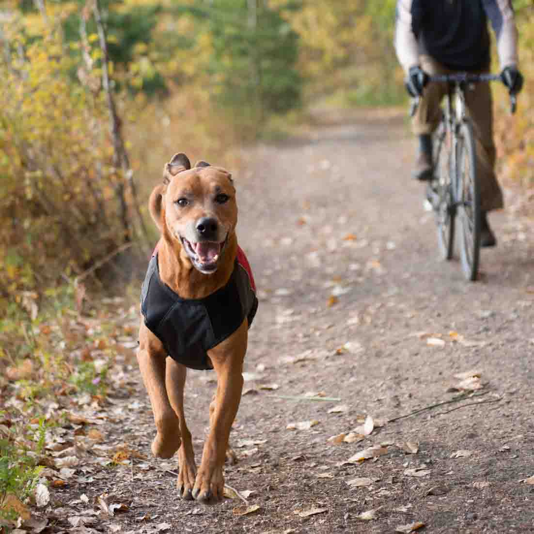 EzyDog Element Jacket - Scarlet Red XL (Customer Return)