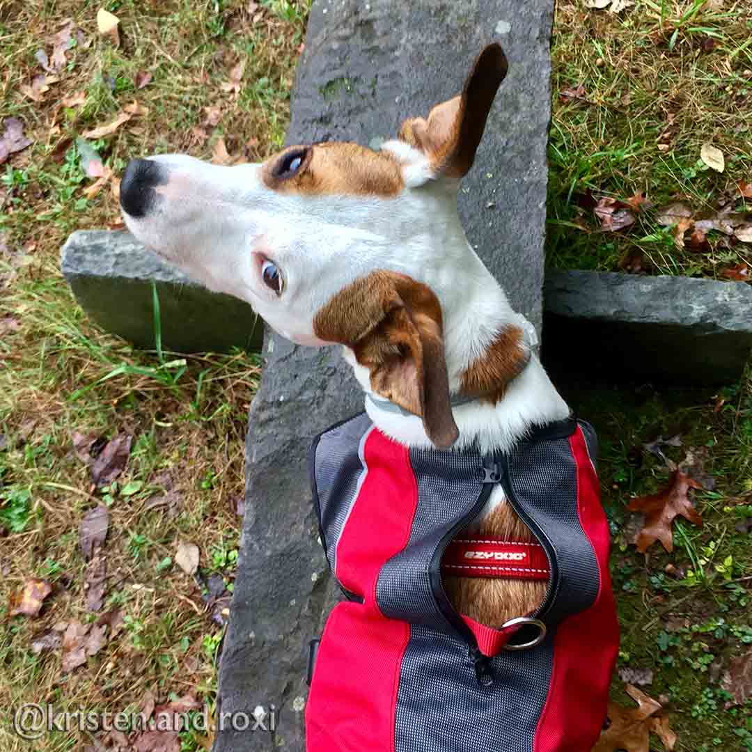 EzyDog Element Jacket - Scarlet Red (Customer Return)