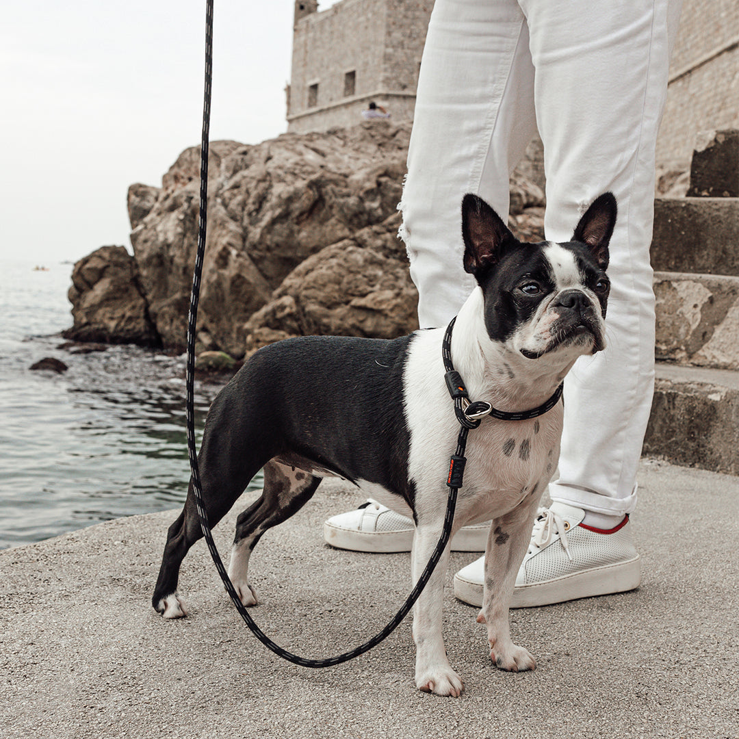 Luca Leash Collar & Leash Combo