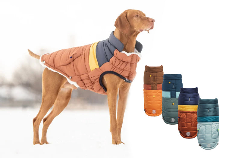 Do Dogs Need Clothes in Winter? Experts Weigh In on Dog Coats