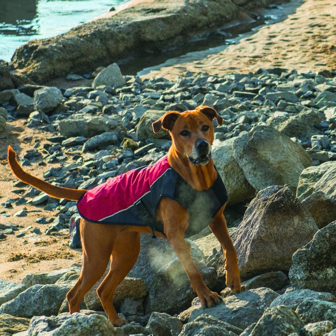 EzyDog Element Jacket - Scarlet Red XL (Customer Return)