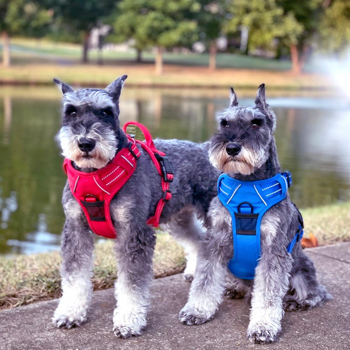 Venture Paw Mesh Lined Dog Harnesses