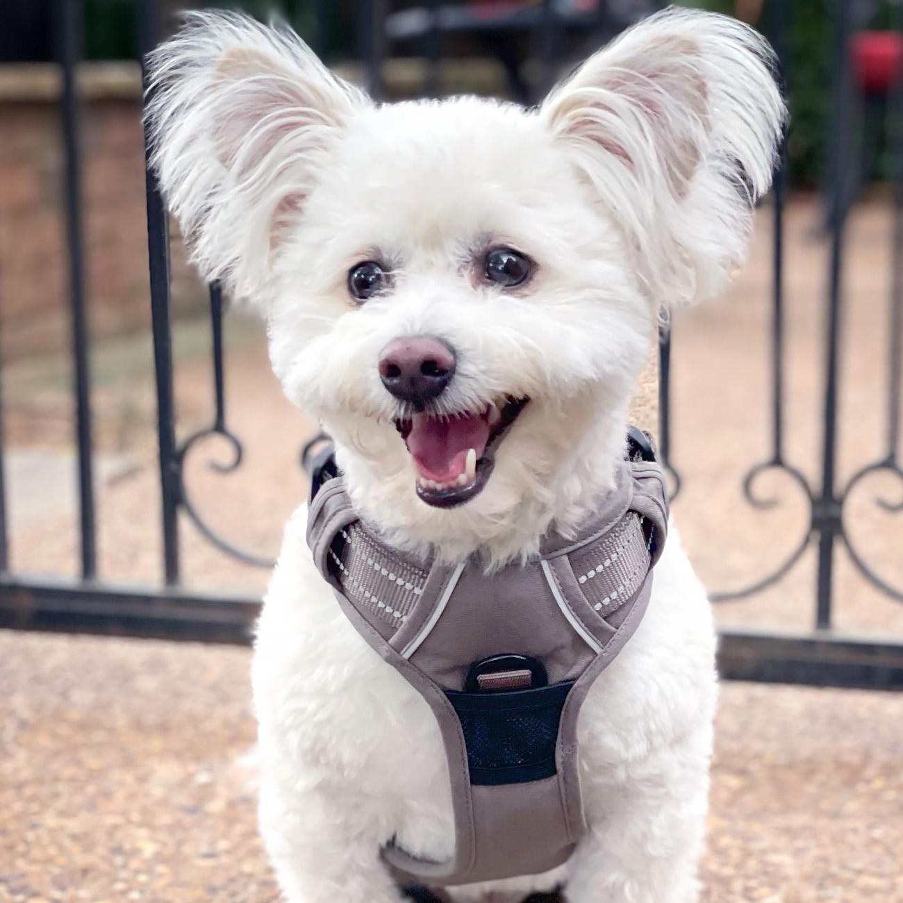 Venture Paw Mesh Lined Dog Harnesses