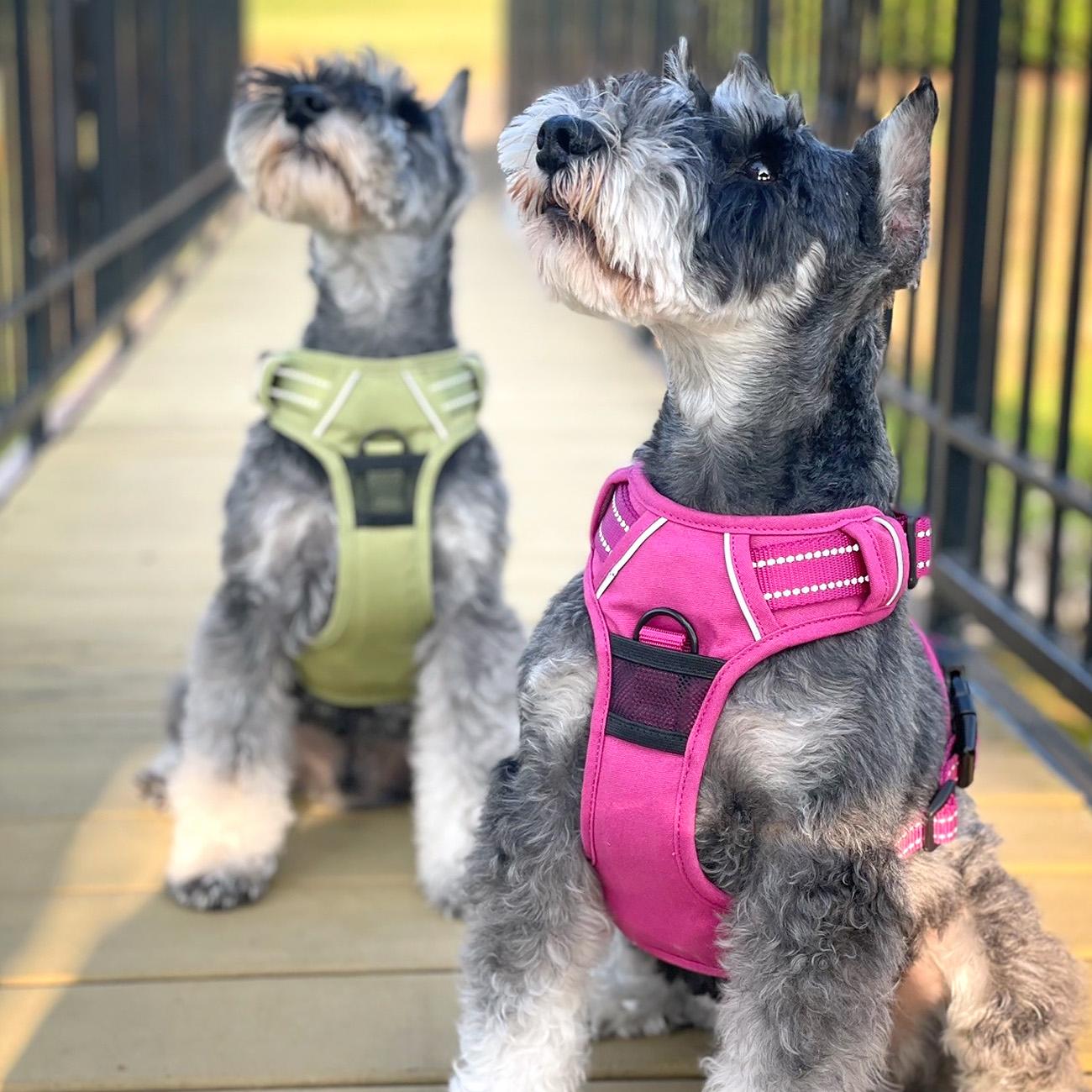 Venture Paw Mesh Lined Dog Harnesses