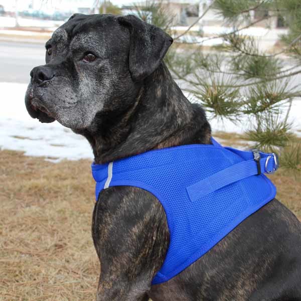 No Pull Choke Free Dog Harnesses Breathable Mesh Dog Harnesses American River The Dog Outdoors