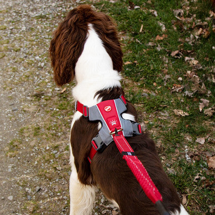 Dog harness hot sale to collar link