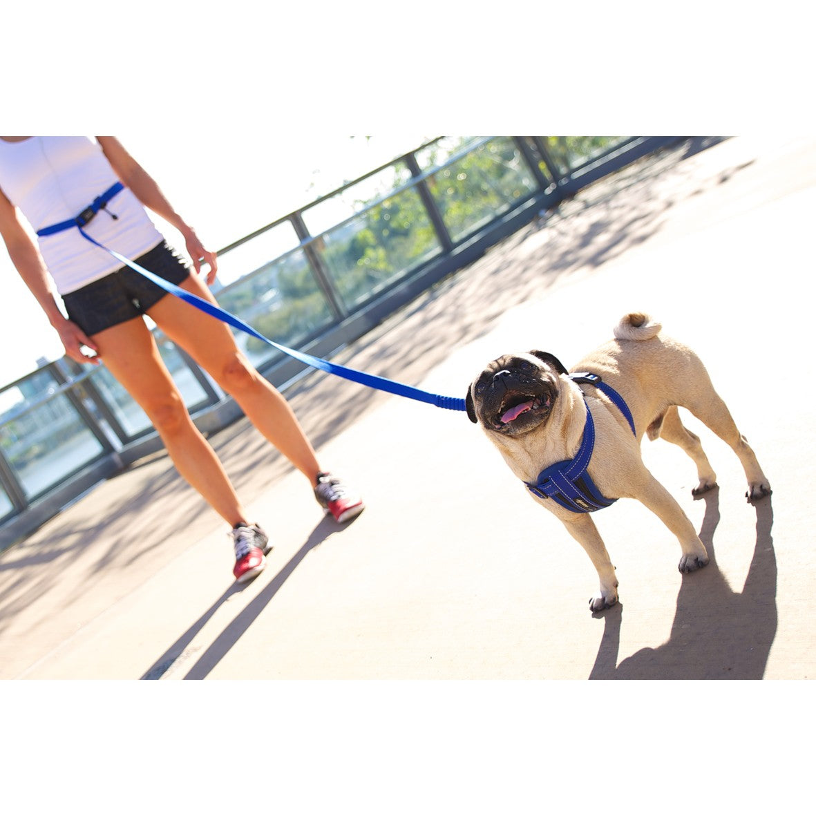 Ezydog road runner dog leash hotsell