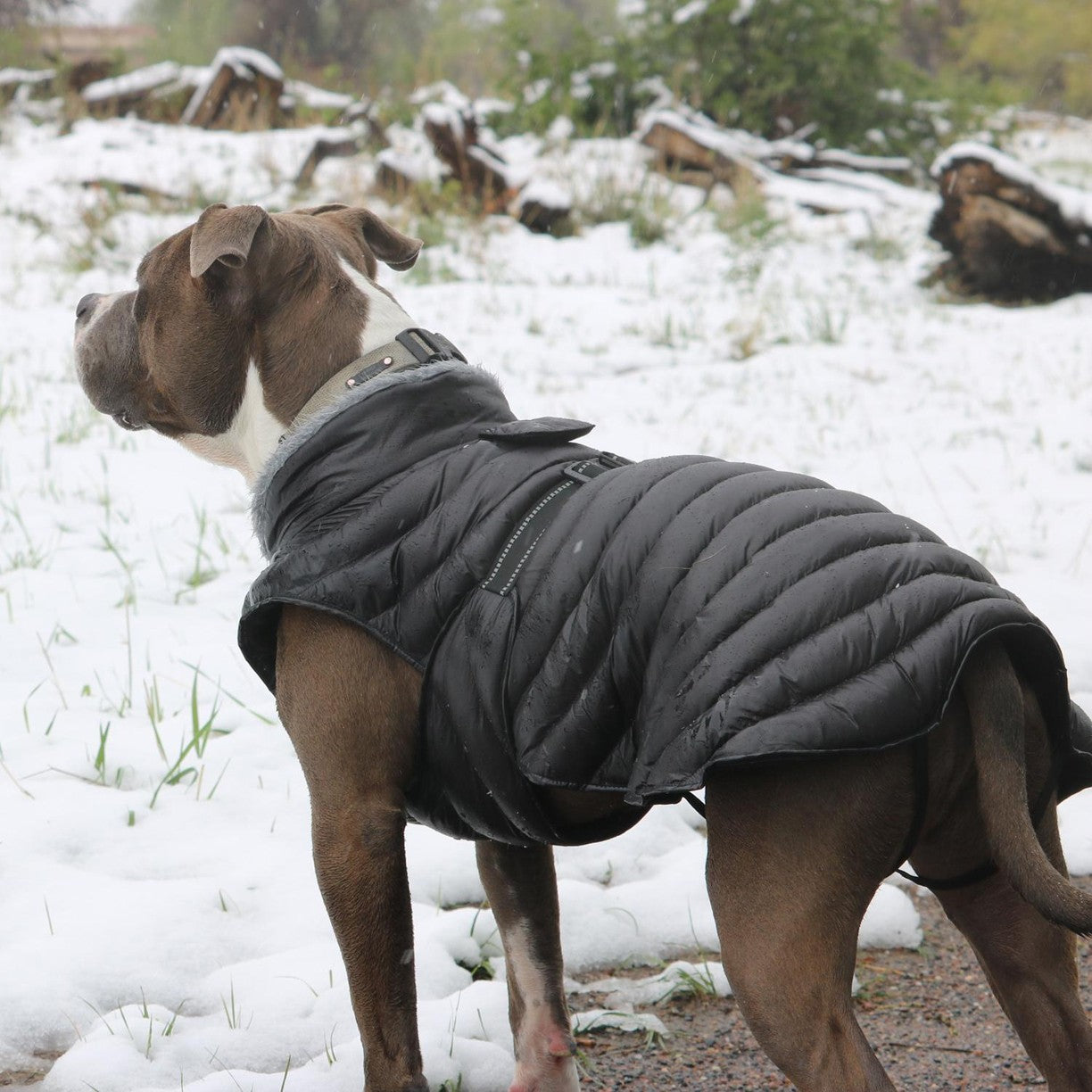 Insulated shop dog coat