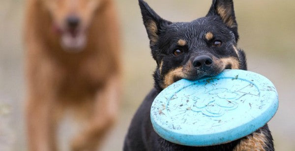 West Paw Zogoflex ZISC® Flexible Dog Frisbee Disc Toy — Animal